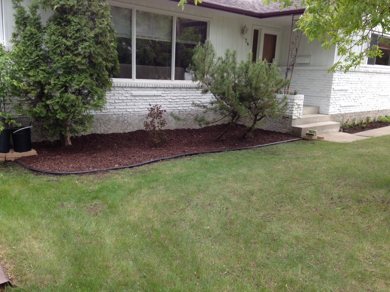 Cedar mulch foundation bed with edging installed around existing trees and shrubs