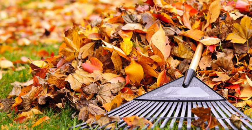 Lawn after professional fall clean-up showing clean, leaf-free grass