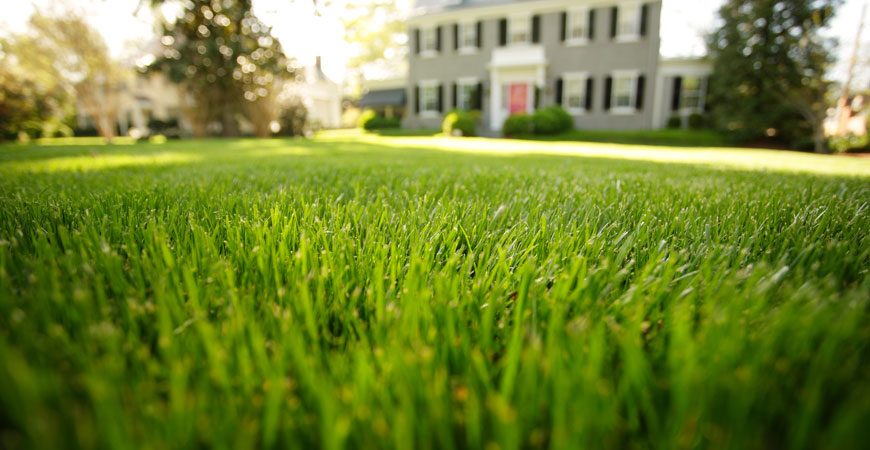 Professional spring clean-up service showing lawn care equipment and results